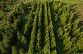 Rows of Green Giant Arborvitae growing at Rolling Fields Tree Farm