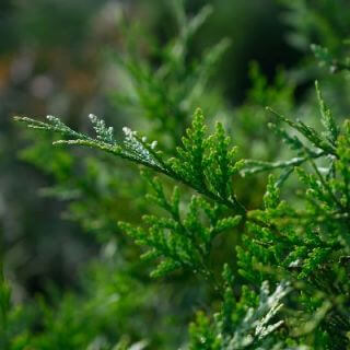 Close up of Green Giant Arborvitae (Thuja Green Giant) Fronds