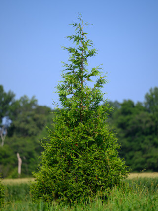 Green Splendor Arborvitae showing narrower growth profile