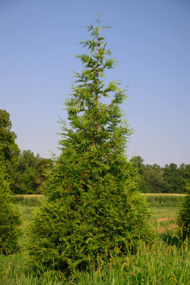 Lone thuja green giant arborvitae tree in field with distant deciduous tree line and blue sky