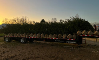 Truckload of Green Giant Arborvitae awaiting dellivery