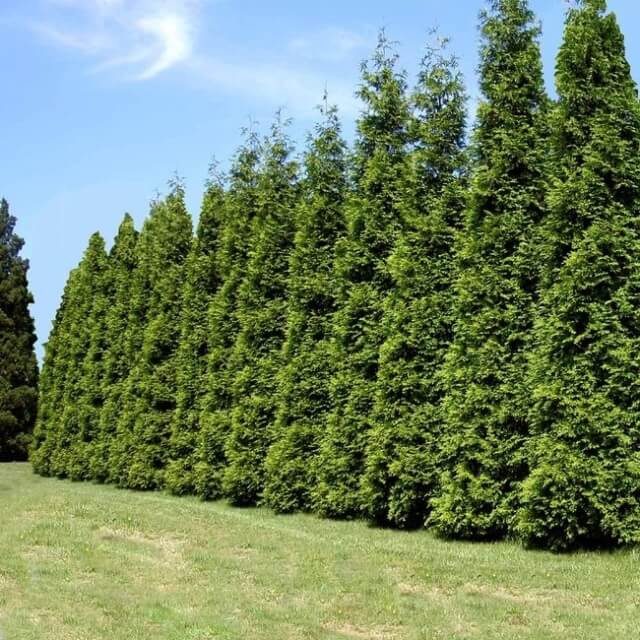 Well pruned green giant arborvitae hedge row