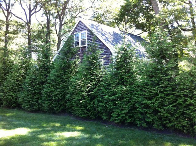 Green giant arborvitae hedge row in front of cabin showing broad dense growth