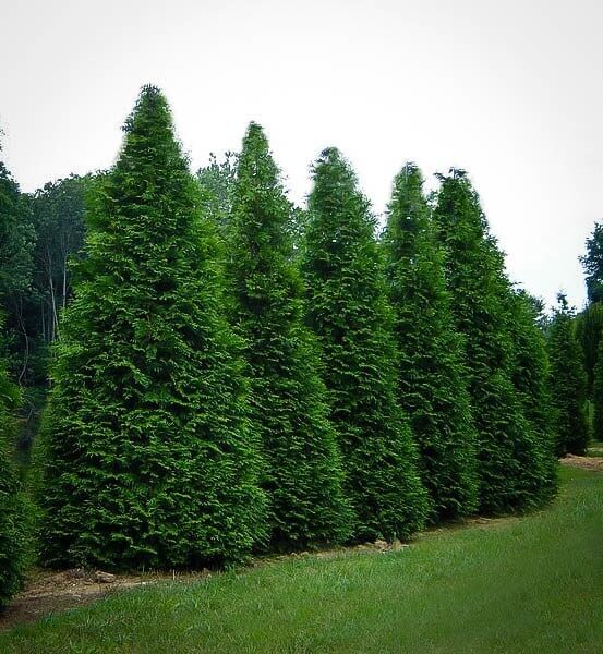 Green giant arborvitae hedge row with tall columnar shape viewed diagonally