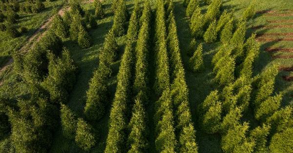 Green Giants of New England: Caring for Arborvitae and Western Red Cedar -  Mahoney's Garden Center