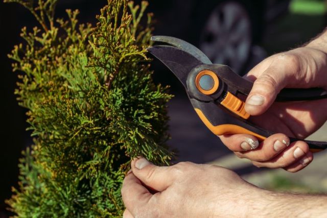 How to Get Arborvitae to Grow in Full | GreenGiantTrees.com