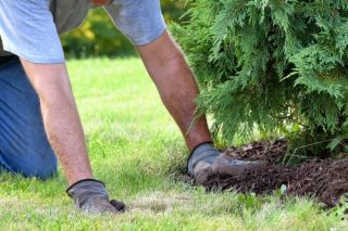 man-spreading-mulch-beneath arborviate.jpg