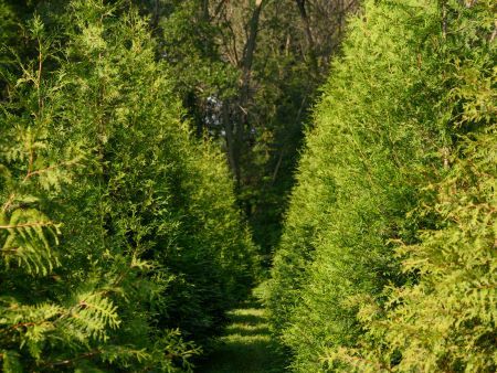 tunnel of Green Giant Arborvitae