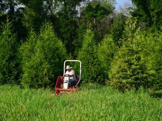 man riding mower between rows of Green Giant Arborvitae