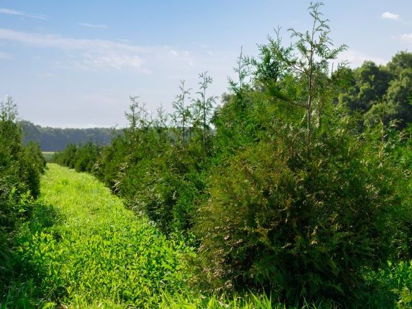 Arborvitae trees in field