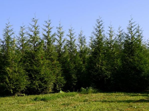 row of tall green giant arborvitae /  thuja green giants