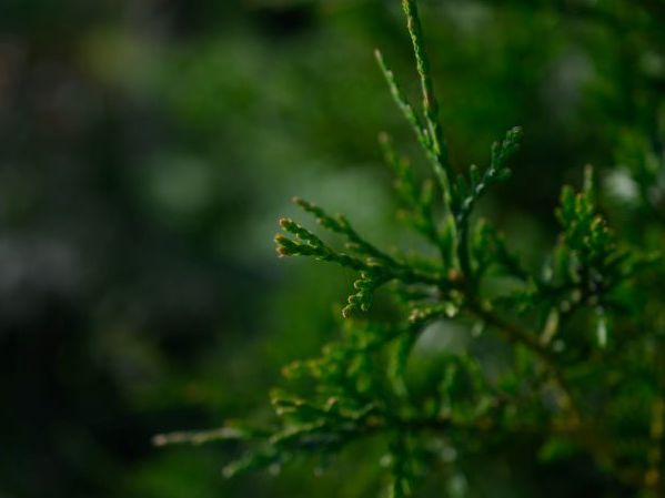 close up of arborvitae leaves with blurry background