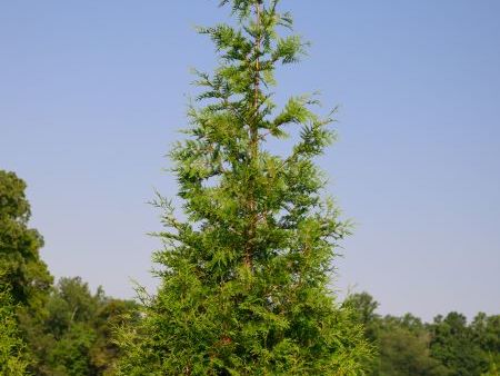 Single green giant arborvitae in a field