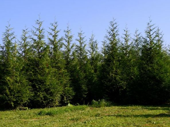 Green Giant Arborvitae in a row