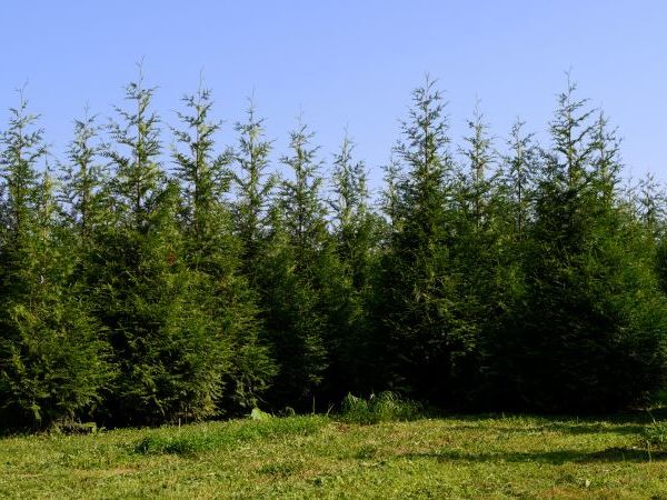 Wall of tall mature green giant arborvitae with blue sky above tree tops
