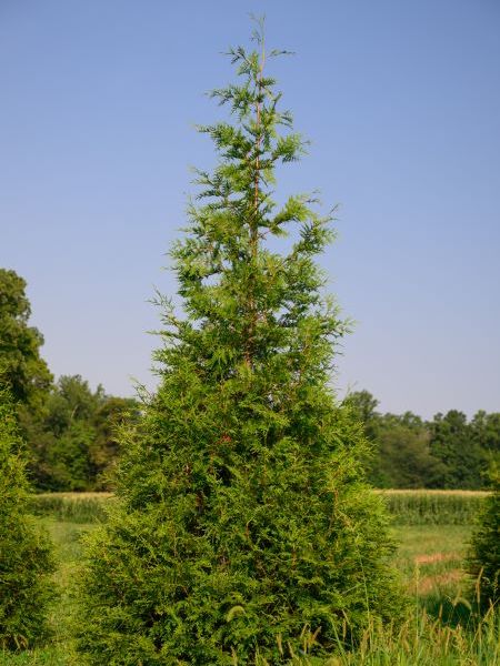 Single green giant arborvitae in a field with light green color and pale blue sky on the horizon