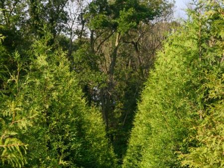 view down a lush corridor of thuja Green Giant Arborvitae