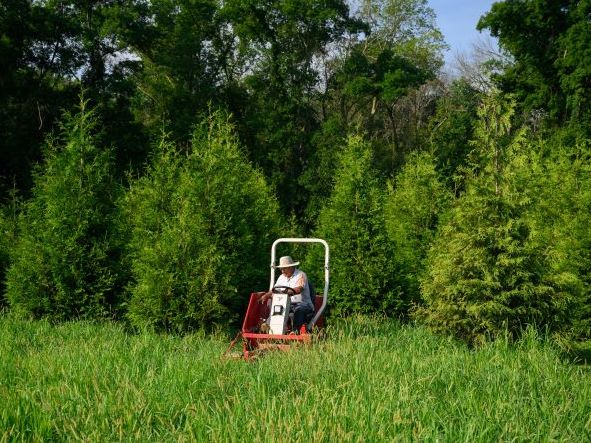 Man riding mower between rows of Green Giant Arborvitae