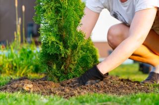 Fertilizing Green Giants - Image of woman planting a green giant arborvitae tree