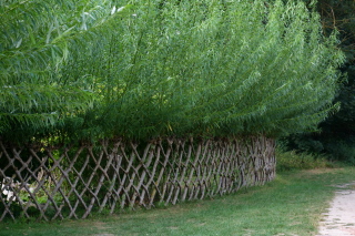 Hybrid Willow Tree.jpg