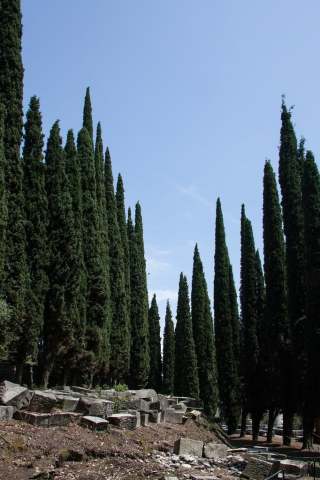 Italian Cypress.jpg
