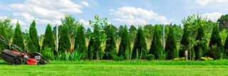 arborvitae trees on property line.jpg