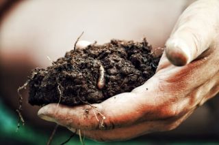 hand-holding-soil-with-lot-of-worms-and-roots.jpg