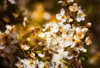 close-up-photo-of-a-honey-bee-gathering-nectar.jpg