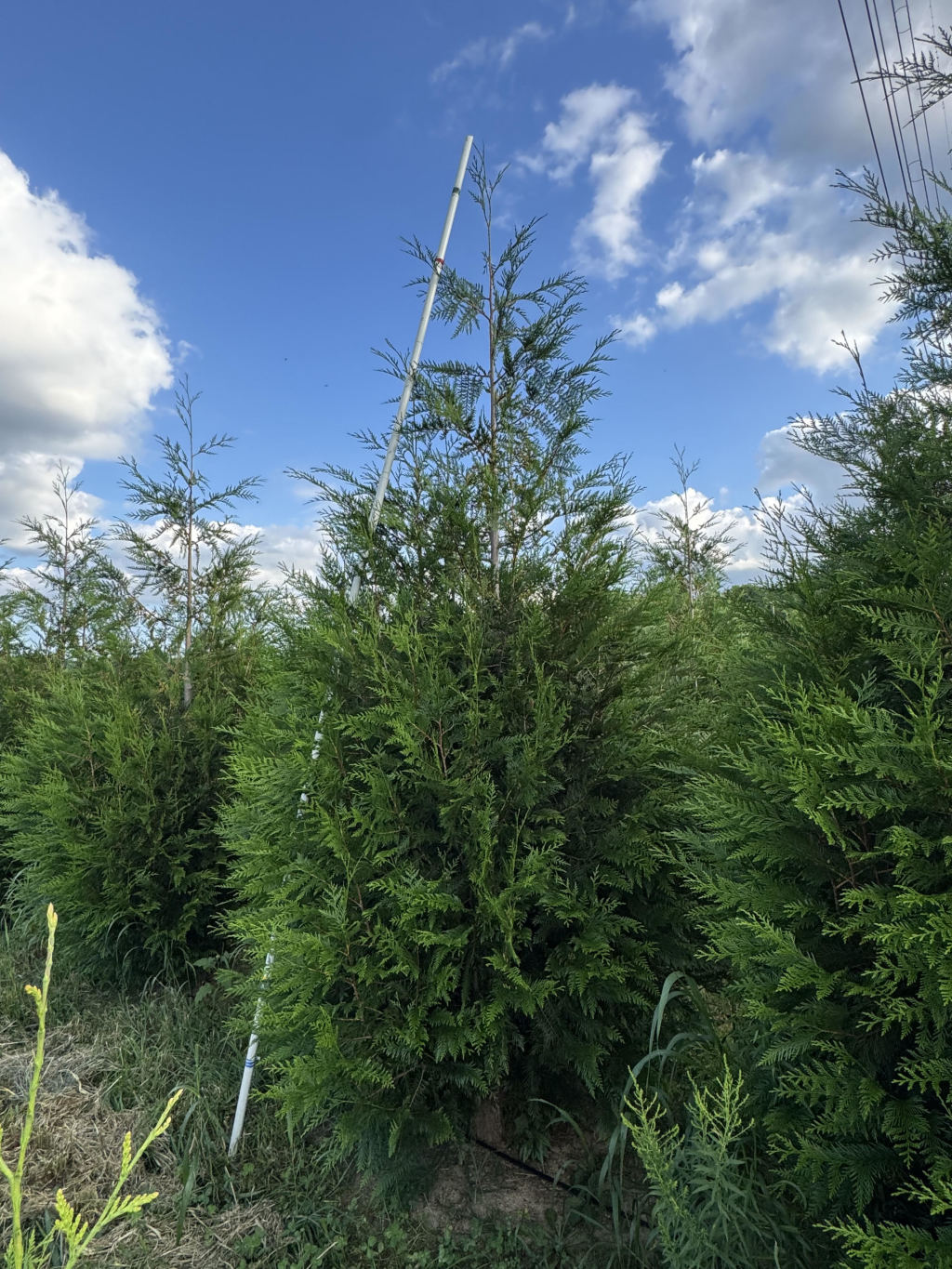 Excelsa Arborvitae