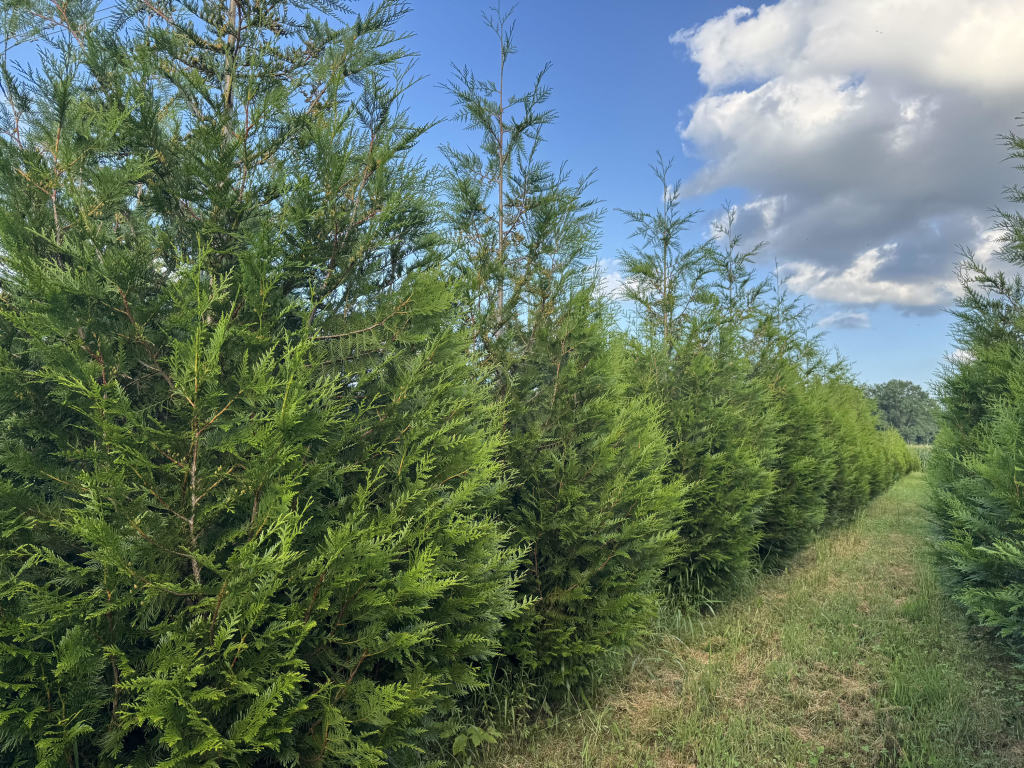 Excelsa Arborvitae in a row