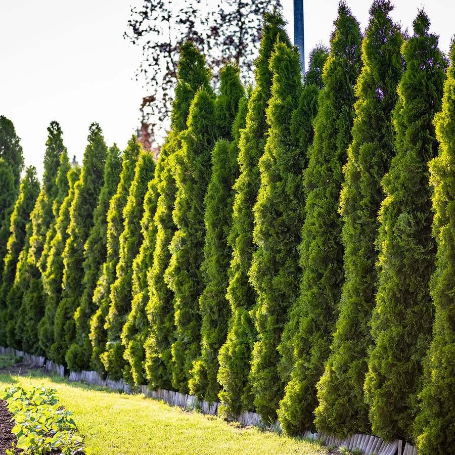 close up of arborvitae leaves with blurry background