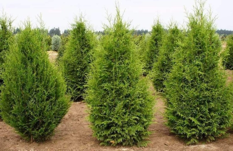 Green Giant Arborvitae
