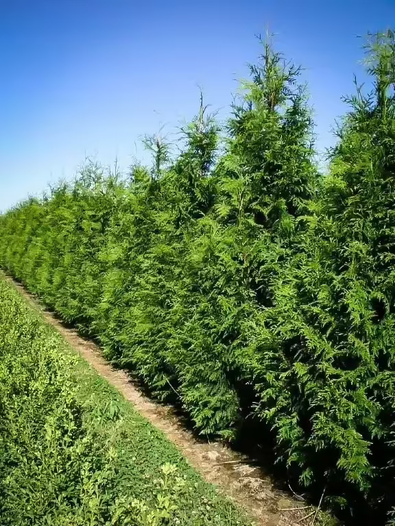 Green Giant Arborvitae