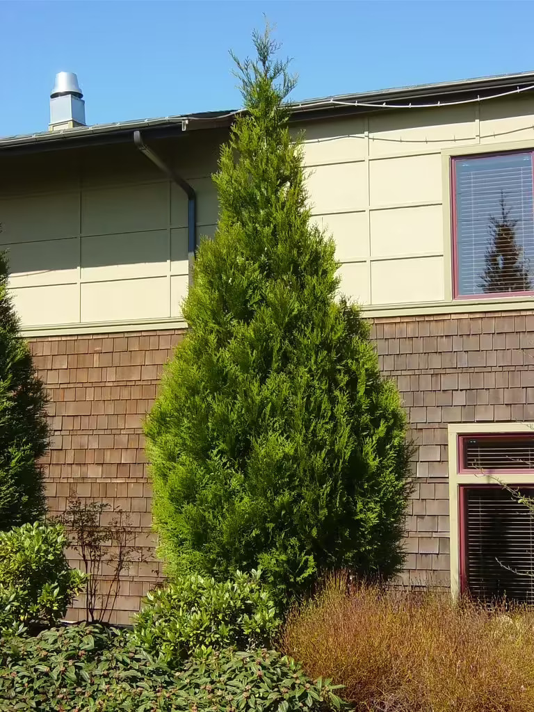 Green Giant Arborvitae