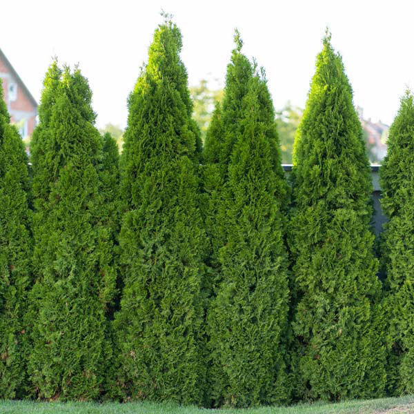 Arborvitae trees in field