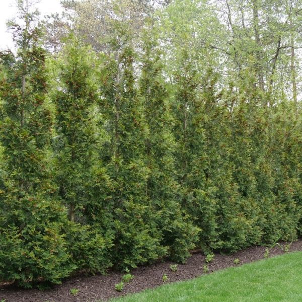 row of tall green giant arborvitae /  thuja green giants