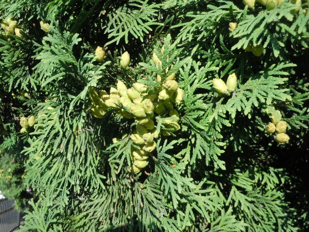 Single green giant arborvitae in a field