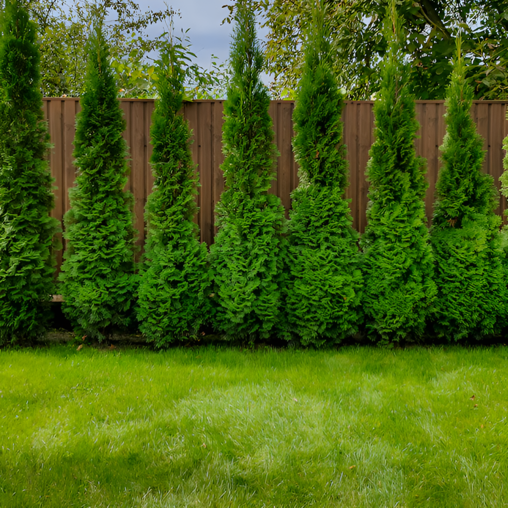 Green Giant Arborvitae in a row