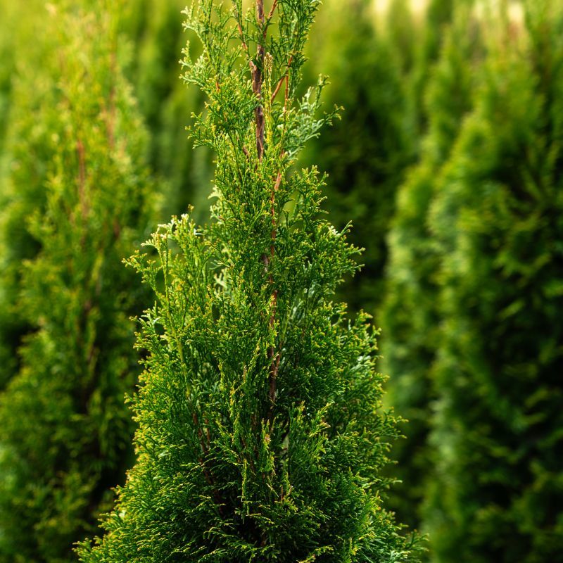 Green Giant Arborvitae