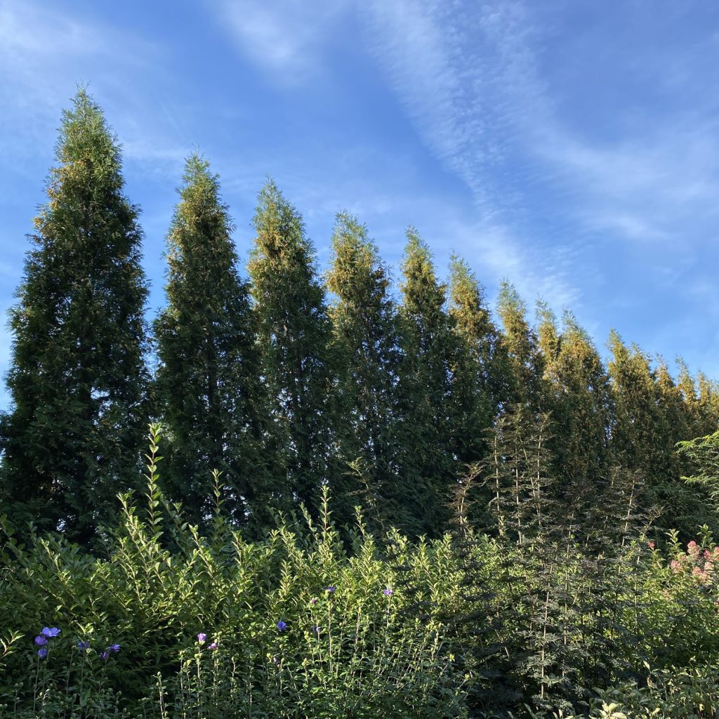Green Giant Arborvitae