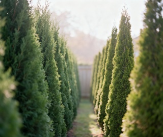 Privacy trees planted along a fence line in a suburban backyard.