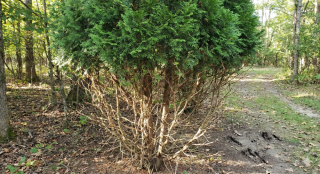 Image of arborvitae with visible deer browsging damage.